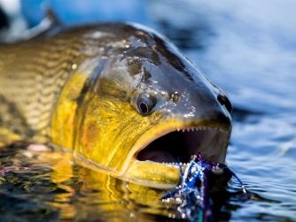 Golden Dorado closeup with fly PH Stephan Dombaj scaled